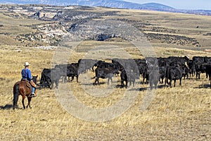 Cattle drive near the Hole-in-the-Wall country of Wyoming.