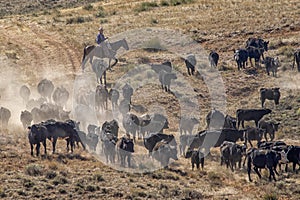 Cattle drive near the Hole-in-the-Wall country of Wyoming.