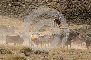 Cattle drive near the Hole-in-the-Wall country of Wyoming.