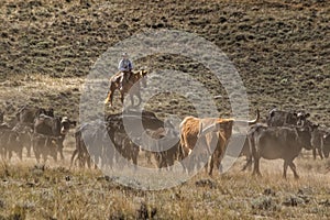 Cattle drive near the Hole-in-the-Wall country of Wyoming.