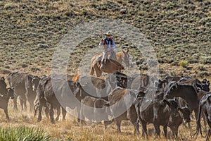 Cattle drive near the Hole-in-the-Wall country of Wyoming. photo