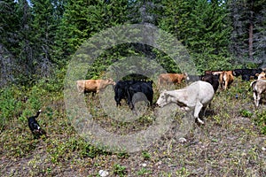 Cattle drive from the perspective of wrangler, border collies helping herd the cattle through forest, Eastern Washington State