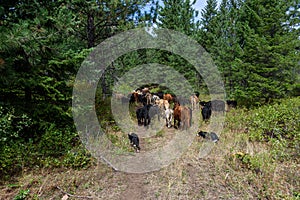 Cattle drive from the perspective of wrangler, border collies helping herd the cattle through forest, Eastern Washington State
