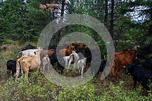 Cattle drive from the perspective of wrangler, forest of bushes and trees, cattle, Eastern Washington State