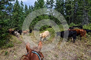 Cattle drive from the perspective of wrangler, forest of bushes and trees, cattle, Eastern Washington State