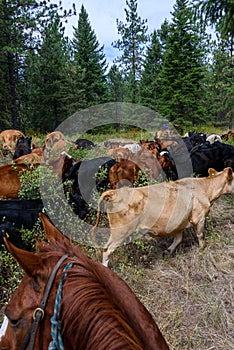 Cattle drive from the perspective of wrangler, grassland, trees, sky, and cattle, Eastern Washington State