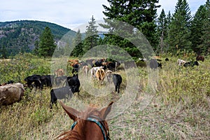 Cattle drive from the perspective of wrangler, grassland, trees, sky, and cattle, Eastern Washington State