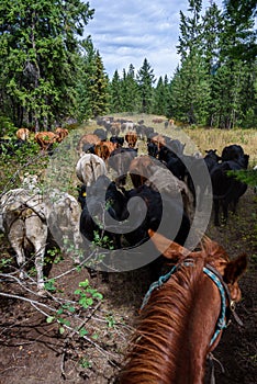 Cattle drive from the perspective of wrangler, grassland, trees, sky, and cattle, Eastern Washington State