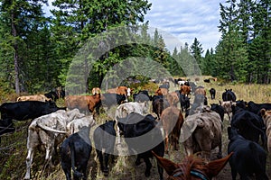 Cattle drive from the perspective of wrangler, grassland, trees, sky, and cattle, Eastern Washington State