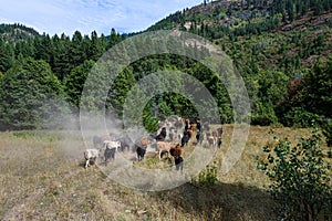 Cattle drive from the perspective of wrangler, grassland, trees, sky, and cattle, Eastern Washington State