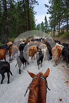 Cattle drive from the point of view of the cowboy, horse head, cows on gravel road moving through the forest, Eastern Washington S