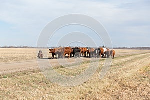Cattle drive on the prairies