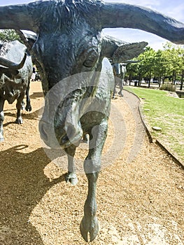 Cattle Drive Sculpture, Dallas