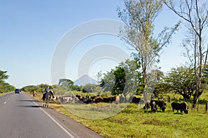 Cattle drive by side of road