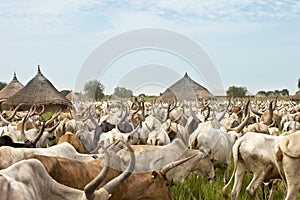 Cattle drive in South Sudan