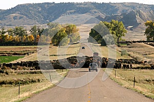 Cattle Drive and Traffic Jam