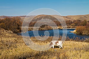Cattle eating on the river bank