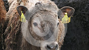 Cattle eating silage grass through a gate in a shed at a farm