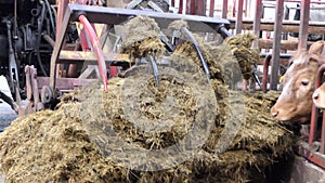 Cattle eating silage grass through a gate in shed at a farm