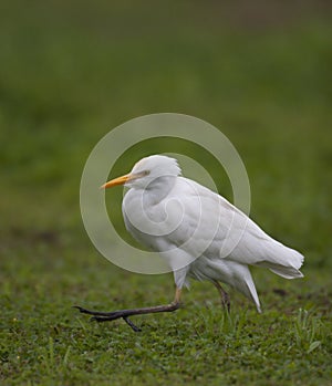 Cattle Egret