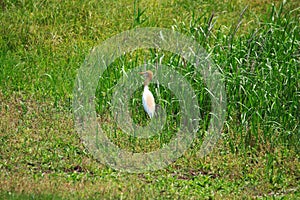 Cattle Egret