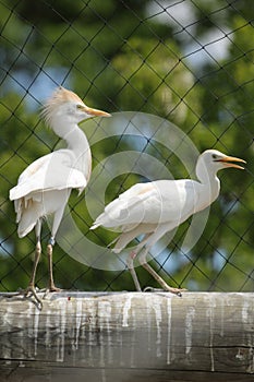 Cattle egret
