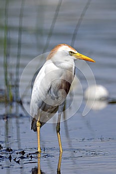 Cattle Egret