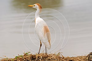 Cattle Egret