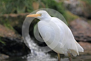 Cattle egret