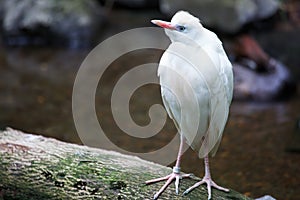 Cattle Egret