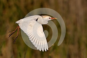 Cattle Egret photo