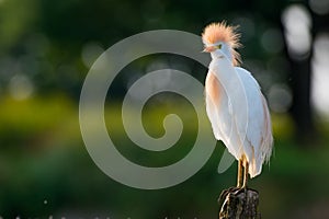 Cattle Egret