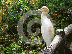 The cattle egret