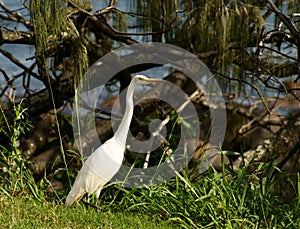 Cattle Egret