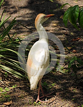 Cattle egret