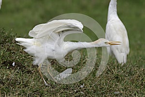 Cattle egret