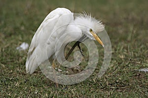 Cattle Egret