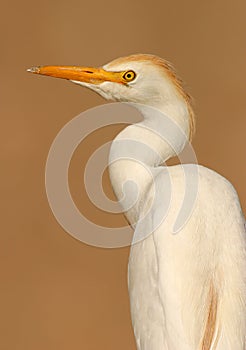 Cattle egret