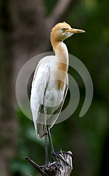 Cattle egret