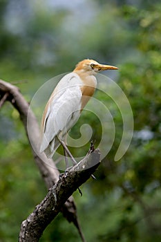 Cattle egret
