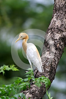 Cattle egret