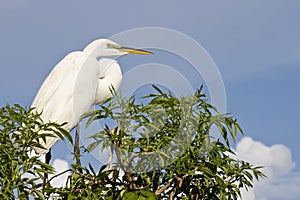 Cattle Egret bird