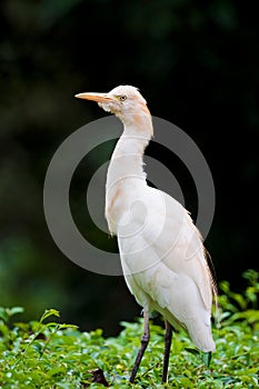Cattle egret bird on bush