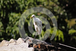 Cattle egret / Bird cattle egret