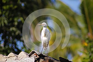 Cattle egret / Bird cattle egret