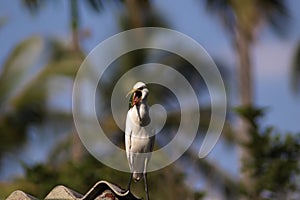 Cattle egret / Bird cattle egret