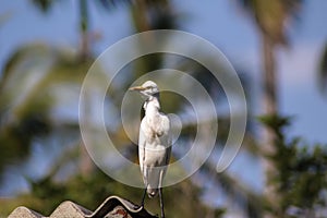 Cattle egret / Bird cattle egret