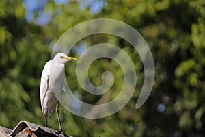 Cattle egret / Bird cattle egret