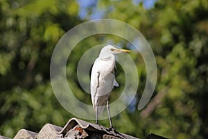 Cattle egret / Bird cattle egret