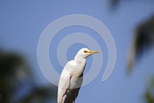 Cattle egret / Bird cattle egret